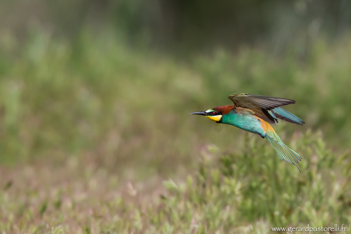 Bee eater 92